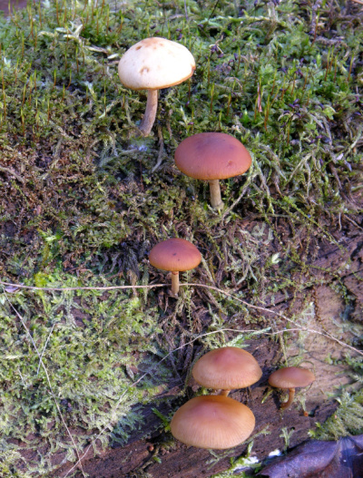 致命的Galerina