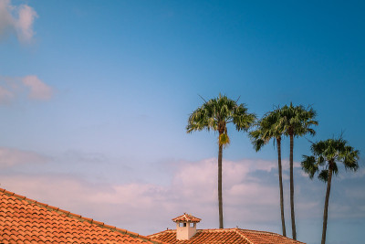 屋顶和palmtrees