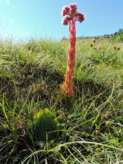 Joubarbe des mountains(上阿尔卑斯山脉)