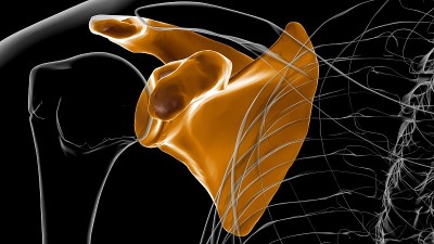 人体骨骼解剖学肩胛骨3D渲染
