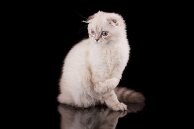 小猫