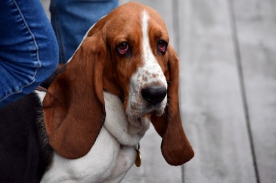 手抚摸着街上一只耷拉着大耳朵的巴吉度猎犬