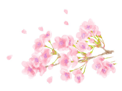 樱花水彩画插图