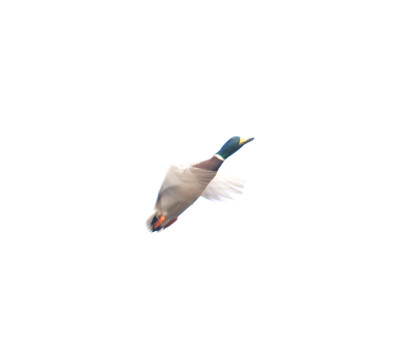 鸭