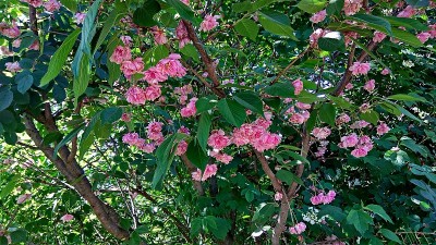 绿叶下的玫瑰般的花朵。樱花的树。