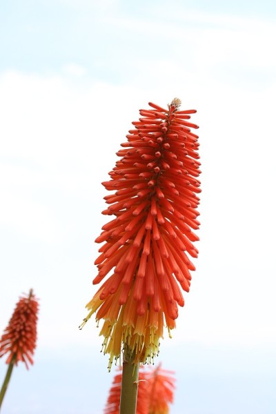 花和自然