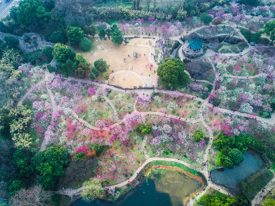 日本东京千鸟渊樱花盛开的公园。