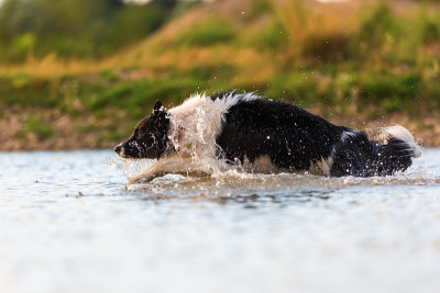 博德牧羊犬在湖里奔跑