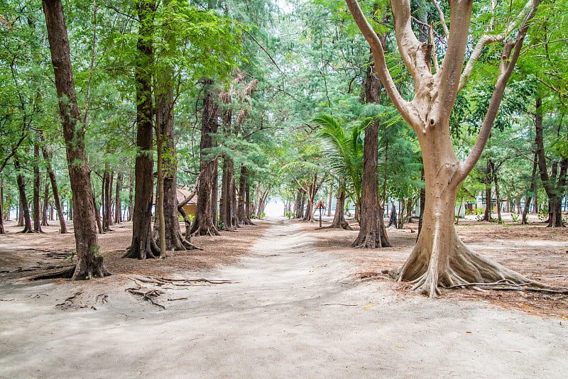 寺庙附近的松树种植园，