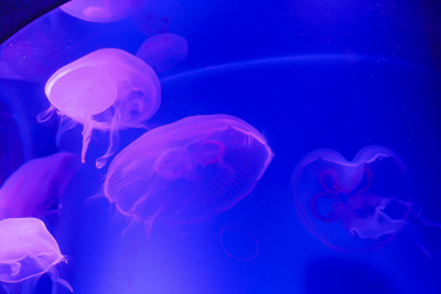 水族馆里美丽透明的水母