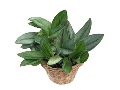 藤条制成的篮子里的室内植物，与空白的白色背景隔离。