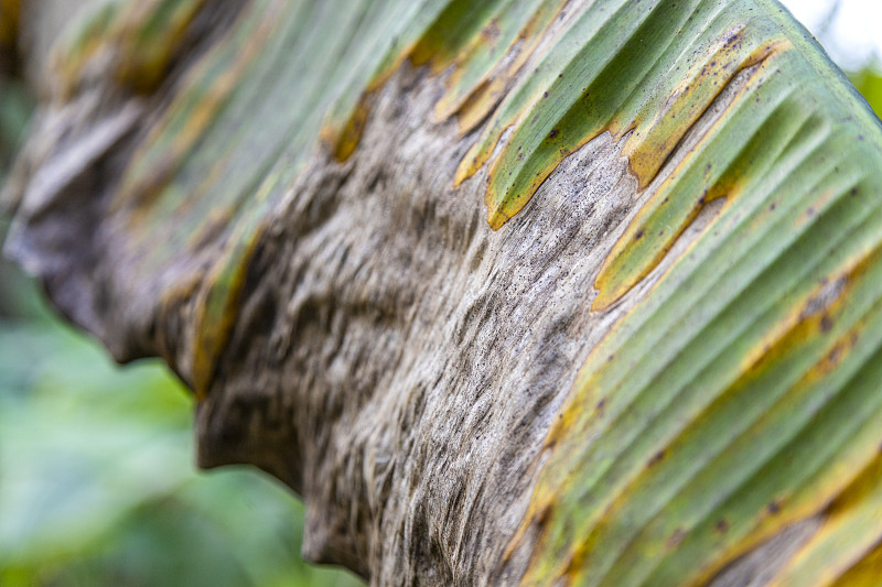 香蕉树病，香蕉叶片黑叶斑病症状，黑叶斑病侵染植株，干燥的香蕉叶片表面。