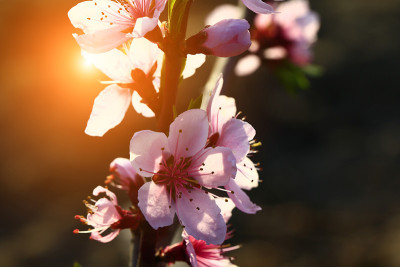 桃花