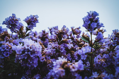 印度的Neelakurinji花