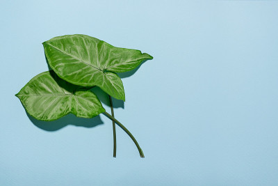 室内植物的两片美丽的绿色叶子
