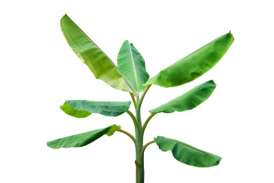 香蕉树孤立在白色背景。