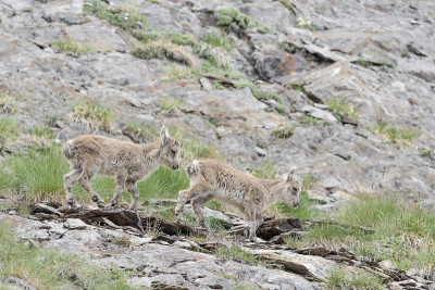 阿尔卑斯山脉兄弟(卡普拉ibex)