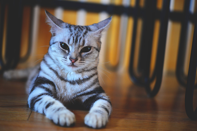 波斯猫在猫咪咖啡馆里玩耍的特写