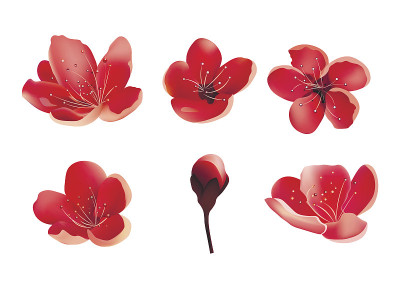 樱花花朵孤立。樱桃树