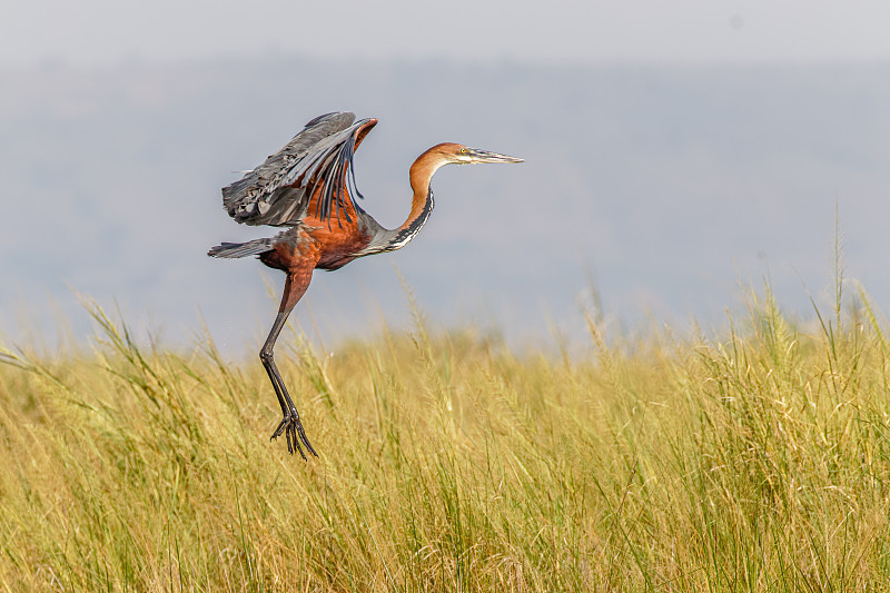 歌利亚苍鹭(Ardea Goliath)在飞行，Murchison Falls国家公园，乌干达。