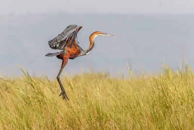 歌利亚苍鹭(Ardea Goliath)在飞行，Murchison Falls国家公园，乌干达。