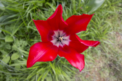 红色的花