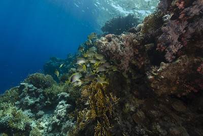 红海中的黑斑瓢虫和水生生物。
