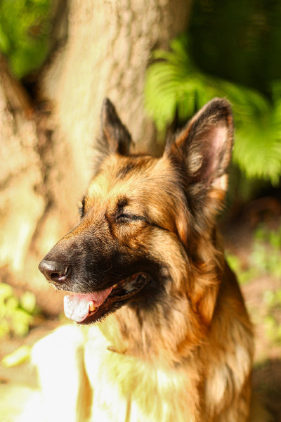 德国牧羊犬的特写肖像