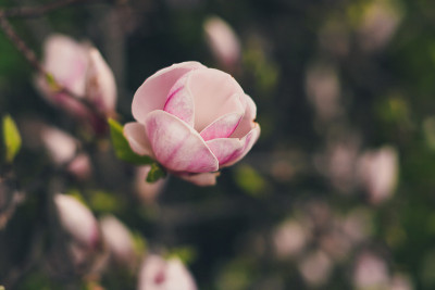 木兰花朵特写