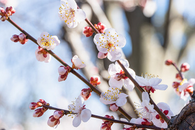 梅花在早春开花。