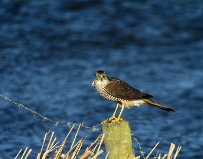 SparrowHawk