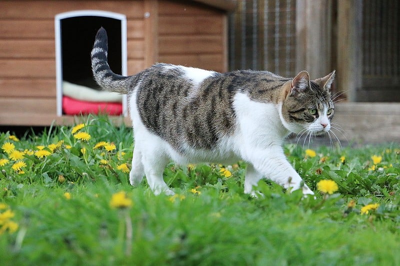 一只漂亮的猫在蒲公英花园里散步