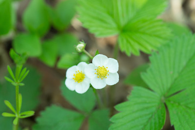 林地草莓Fragaria vesca白花