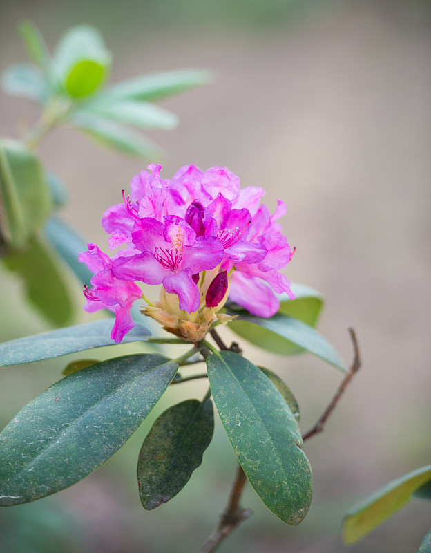 杜鹃花