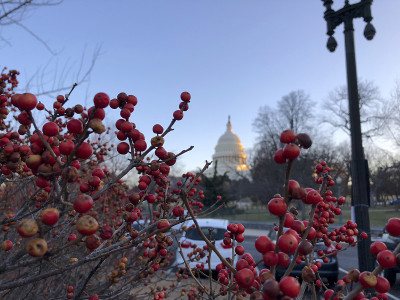 红莓和国会山