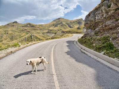 一只好奇的牧牛犬在希腊最高的道路上行走;其中通过