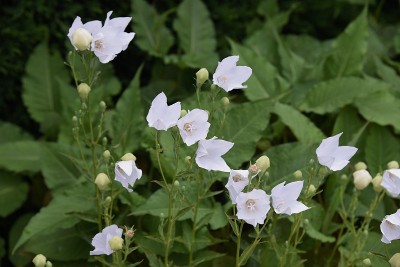 白气球花(中国风铃花)