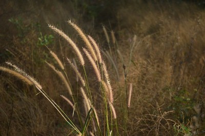 穗草