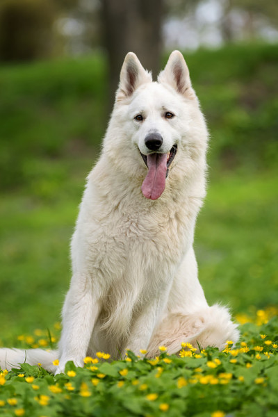 瑞士白色德国牧羊犬
