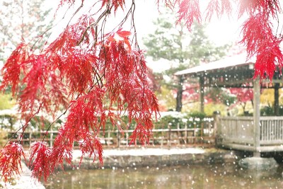 晚秋的粉状雪