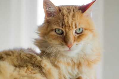 猫