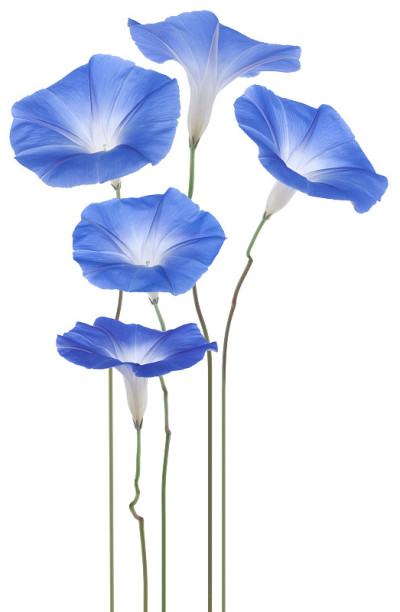 牵牛花