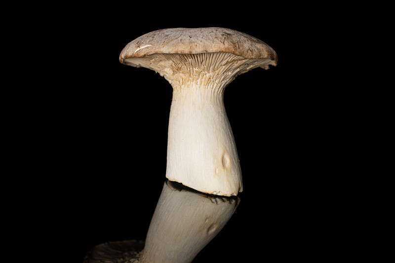 King trumpet mushroom孤立在黑色玻璃上