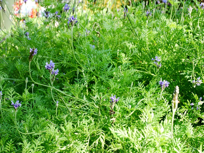 薰衣草花