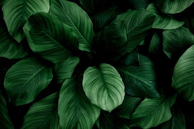 叶Spathiphyllum cannifolium，抽象绿色深色纹理，自然背景，热带叶