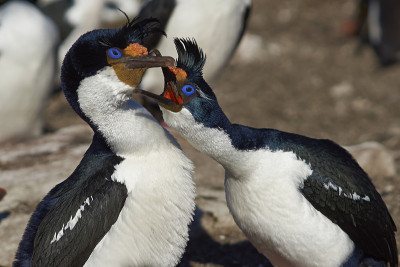 Imperial Shag (Phalacrocorax atriceps albiventer)