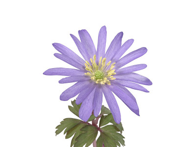 银莲花