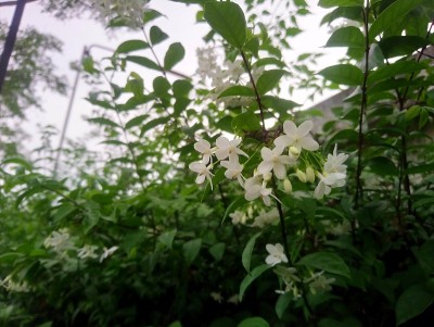 公园里的橙茉莉。