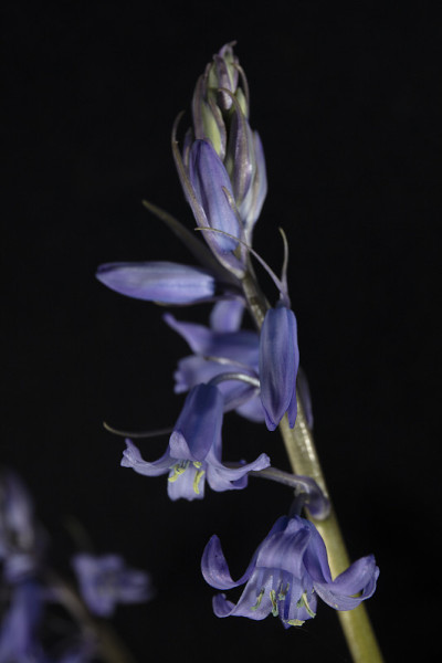 蓝钟花
