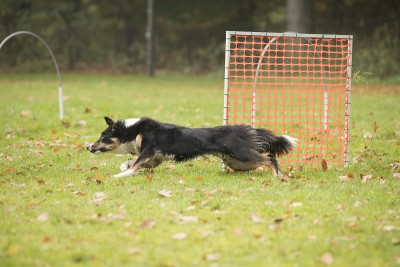 狗，边境牧羊犬，在跑箍训练